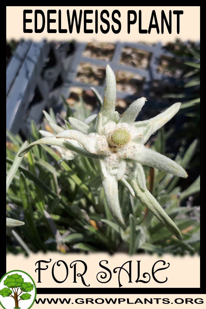 Edelweiss
