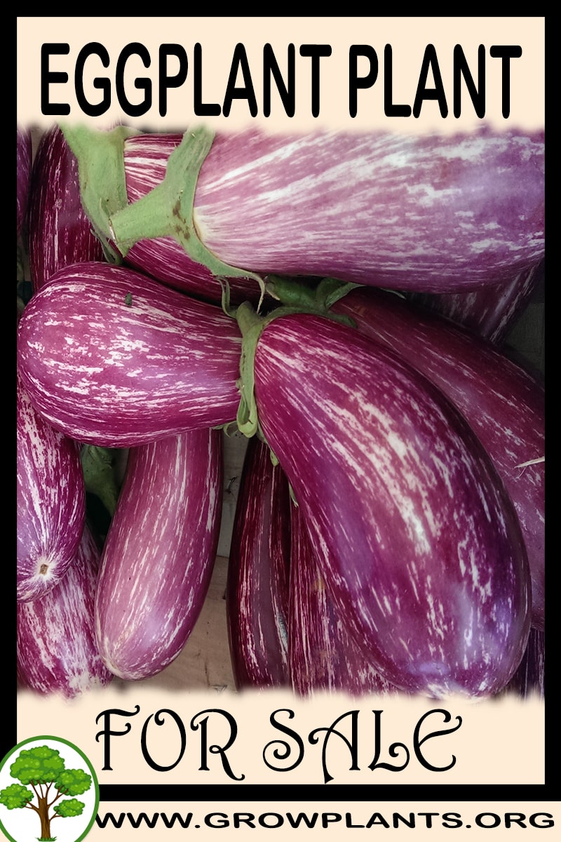Eggplant