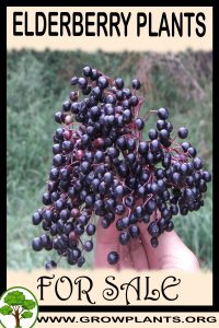 Elderberry plants for sale