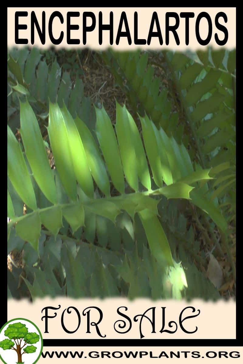 Encephalartos