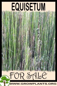 Equisetum for sale