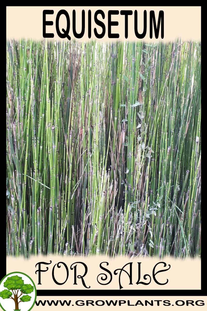 Equisetum