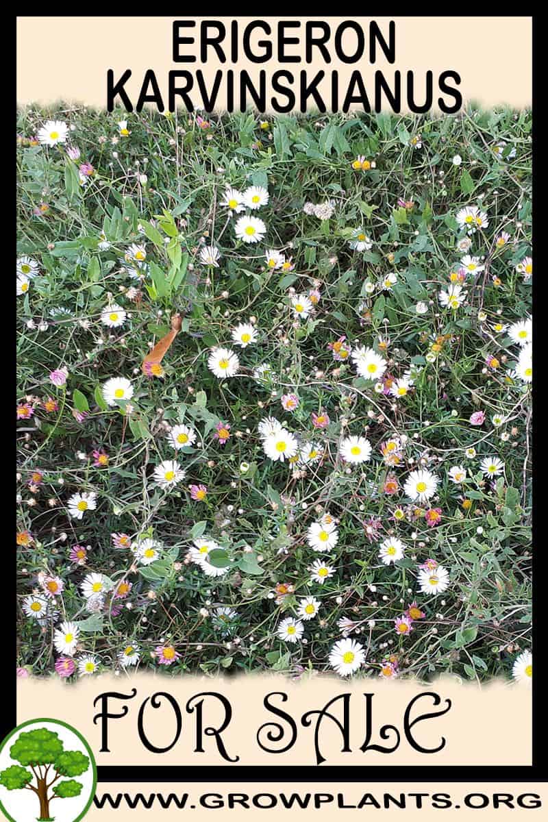 Erigeron karvinskianus