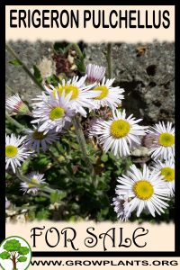 Erigeron pulchellus for sale