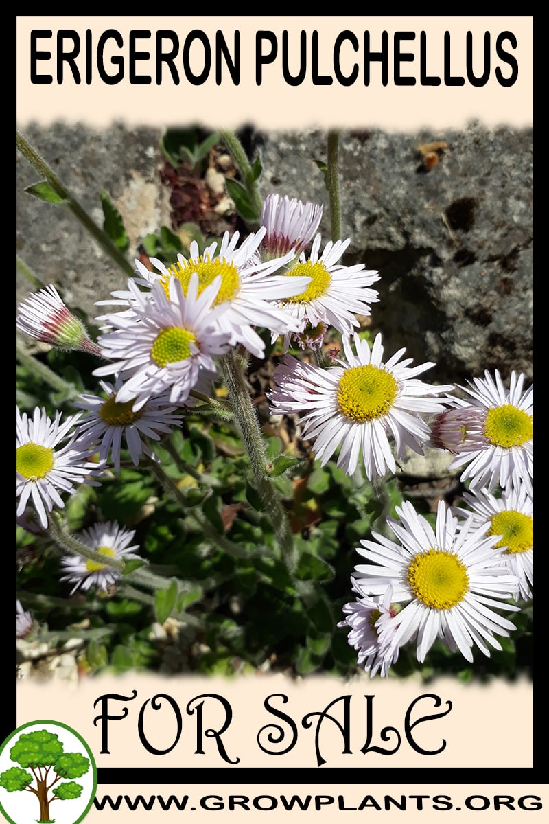 Erigeron pulchellus