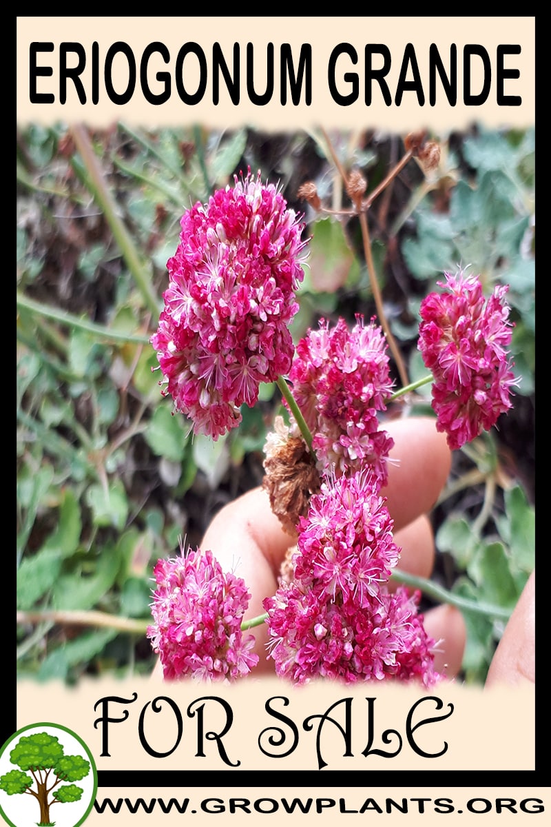 Eriogonum grande