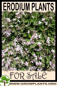 Erodium plants for sale