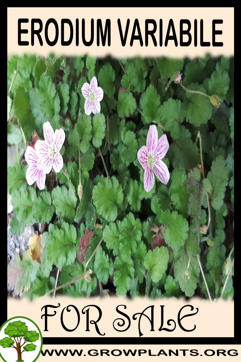 Erodium variabile