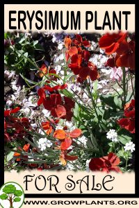 Erysimum for sale