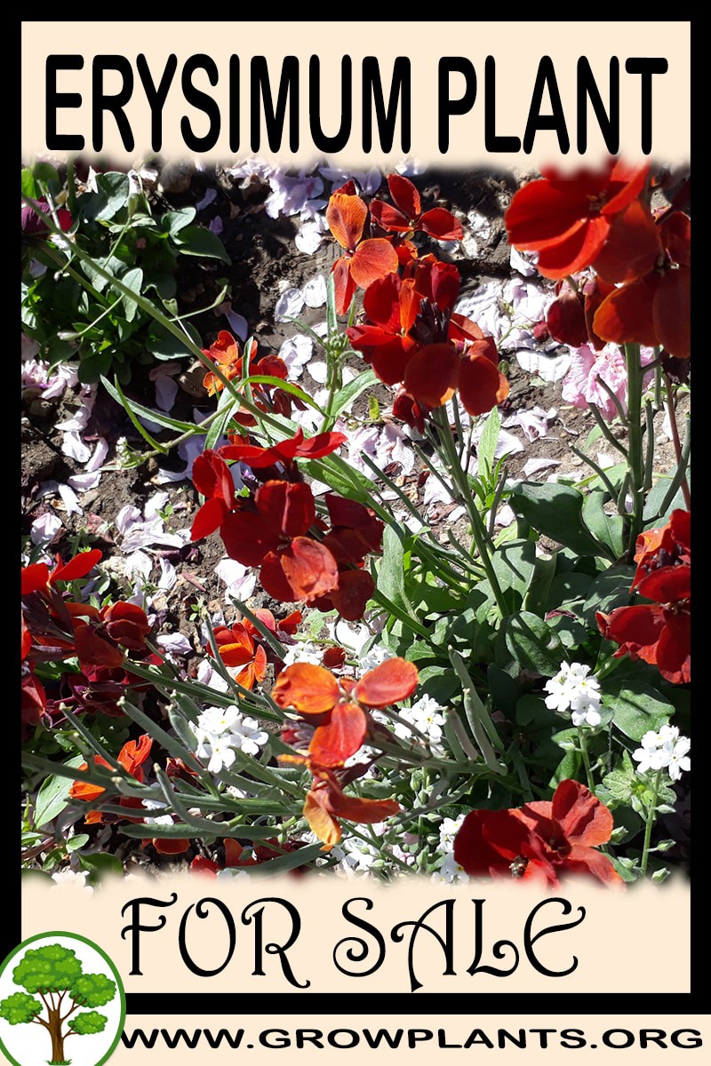 Erysimum