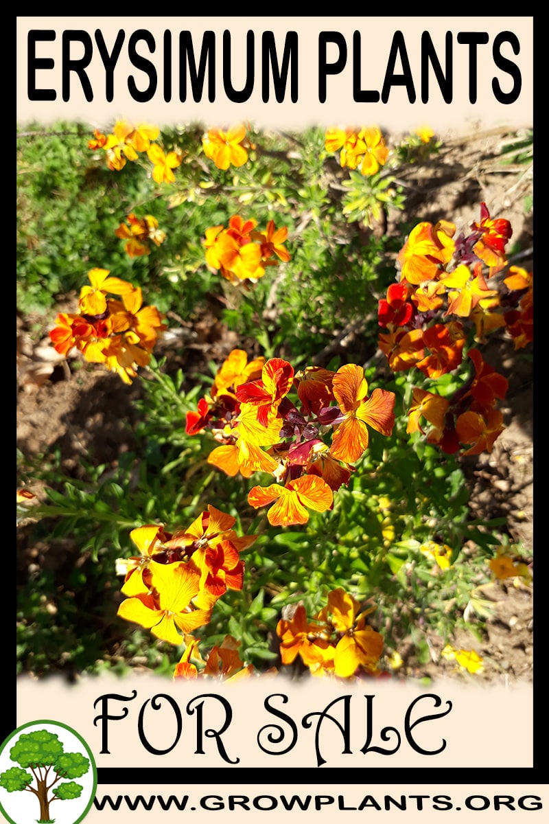 Erysimum plants