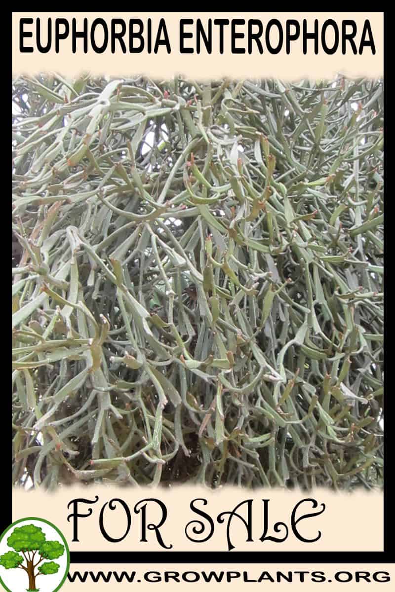 Euphorbia enterophora