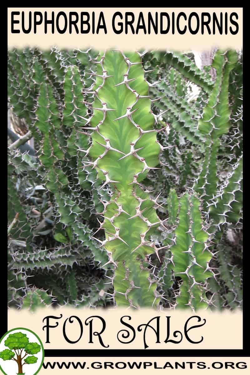 Euphorbia grandicornis