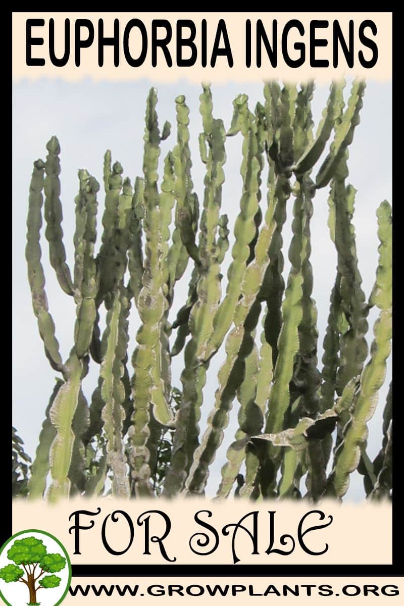 Euphorbia ingens