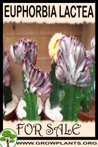 Euphorbia lactea for sale
