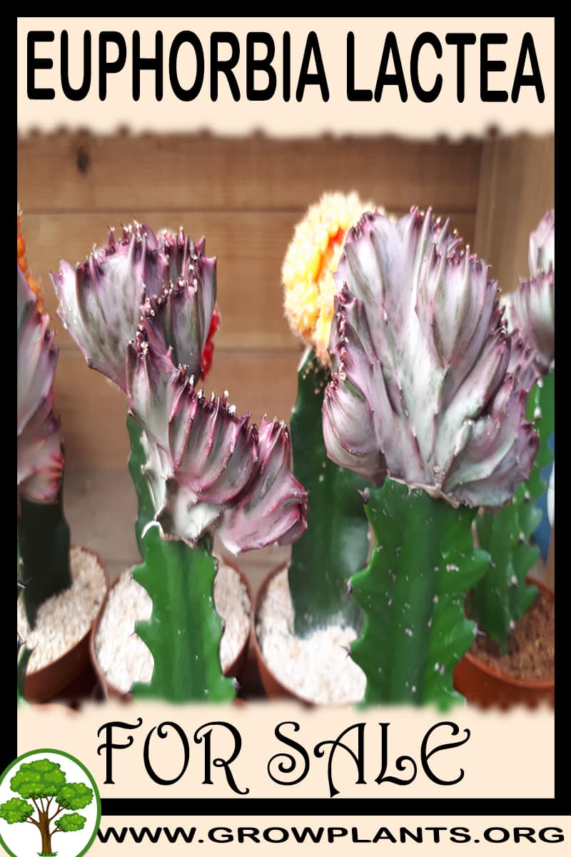 Euphorbia lactea