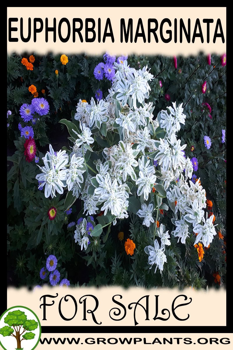 Euphorbia marginata