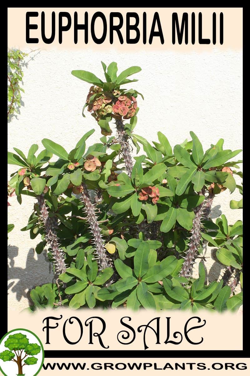 Euphorbia milii