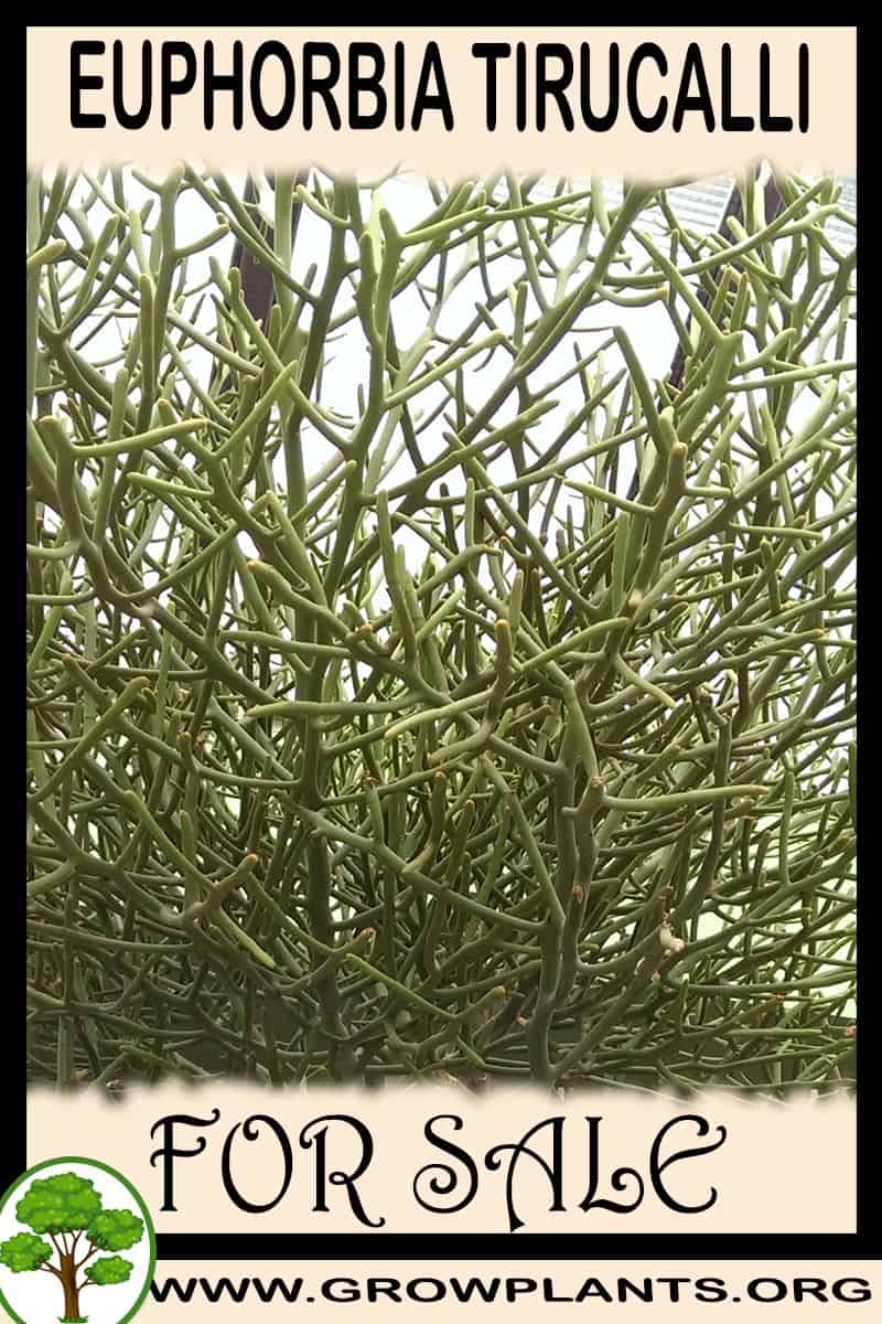 Euphorbia tirucalli