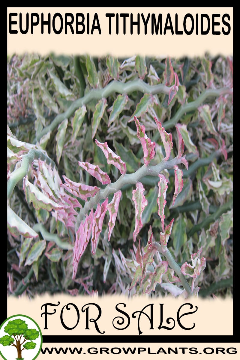 Euphorbia tithymaloides