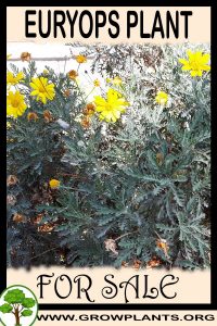 Euryops for sale