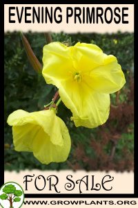 Evening primrose for sale