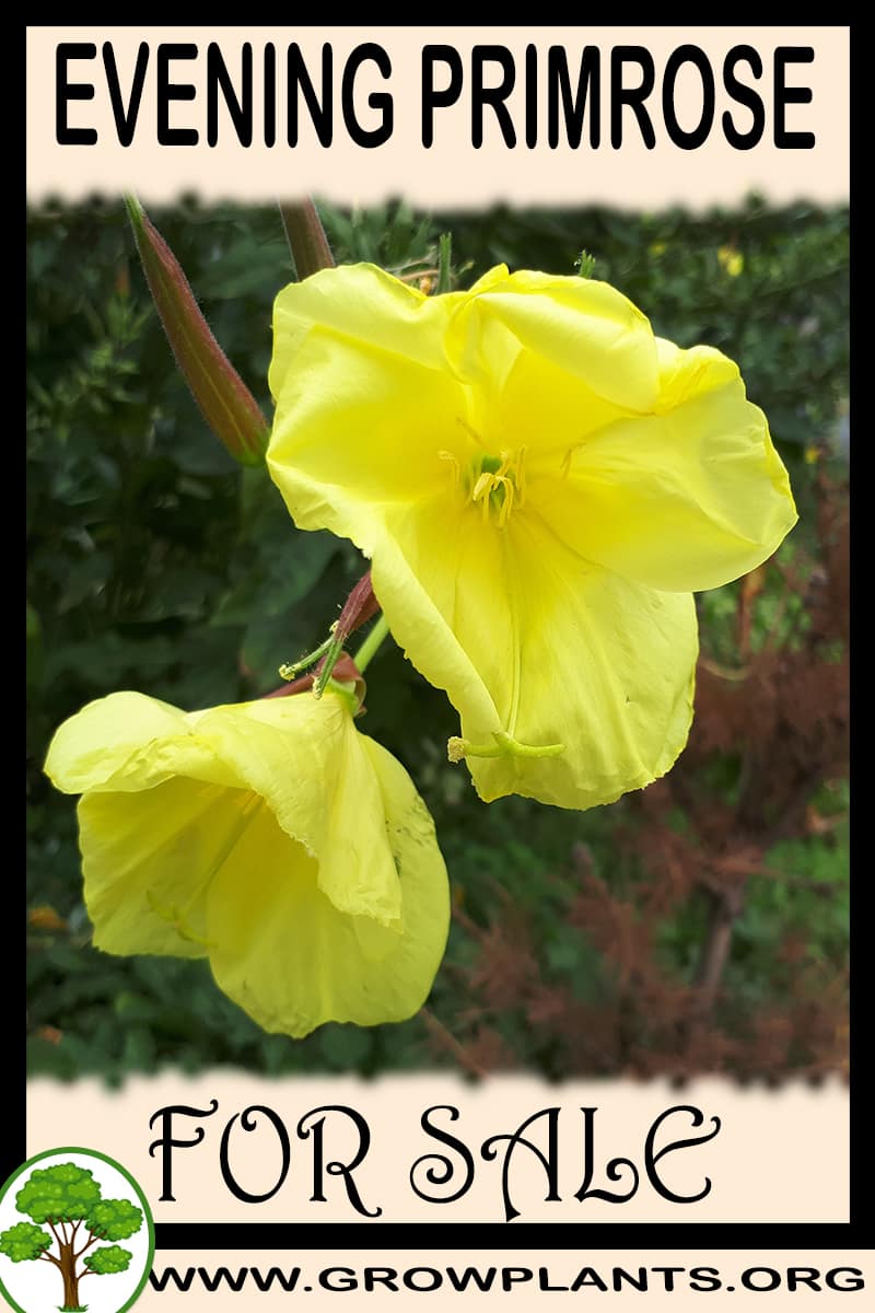 Evening primrose