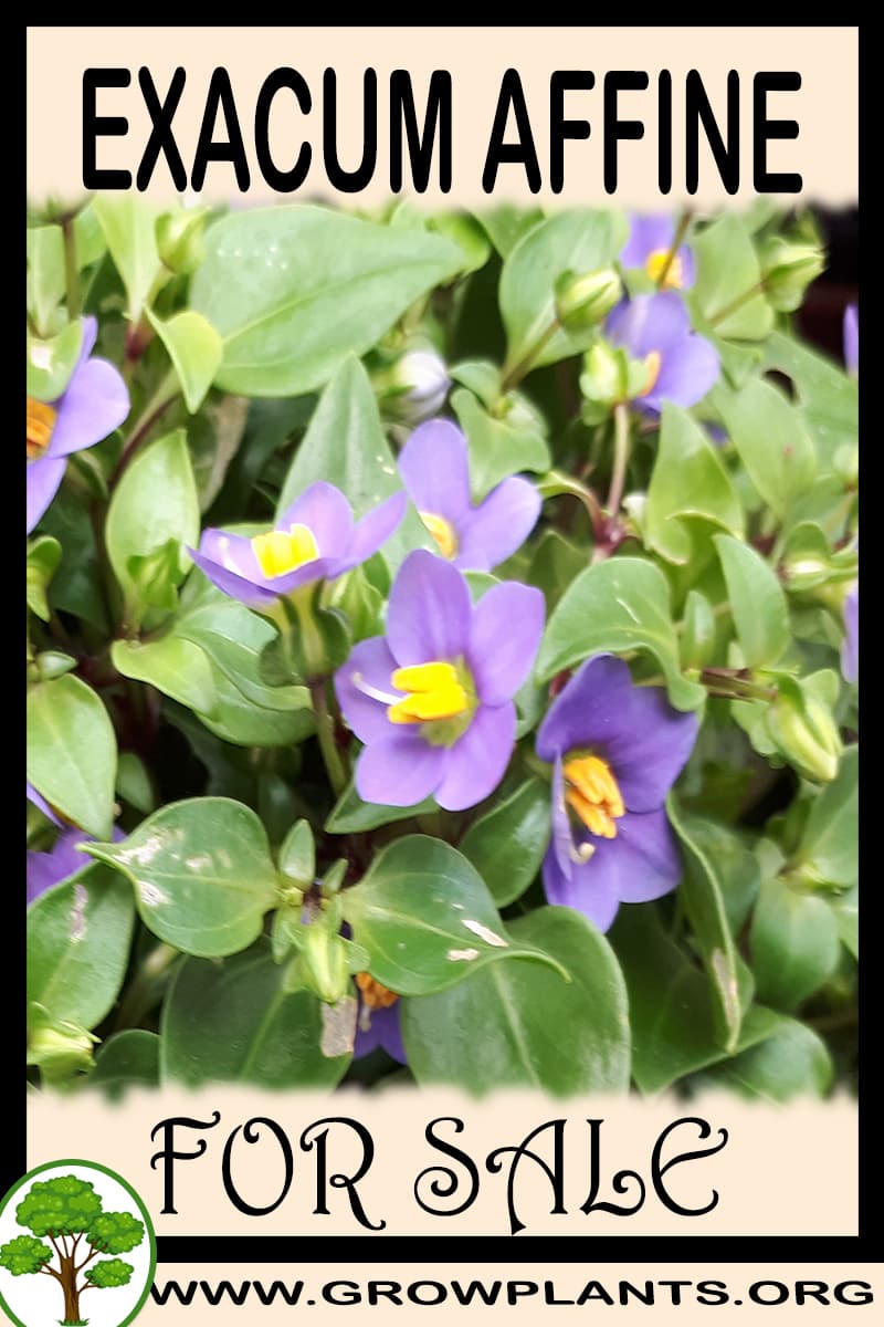 Exacum affine