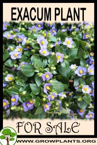 Exacum for sale