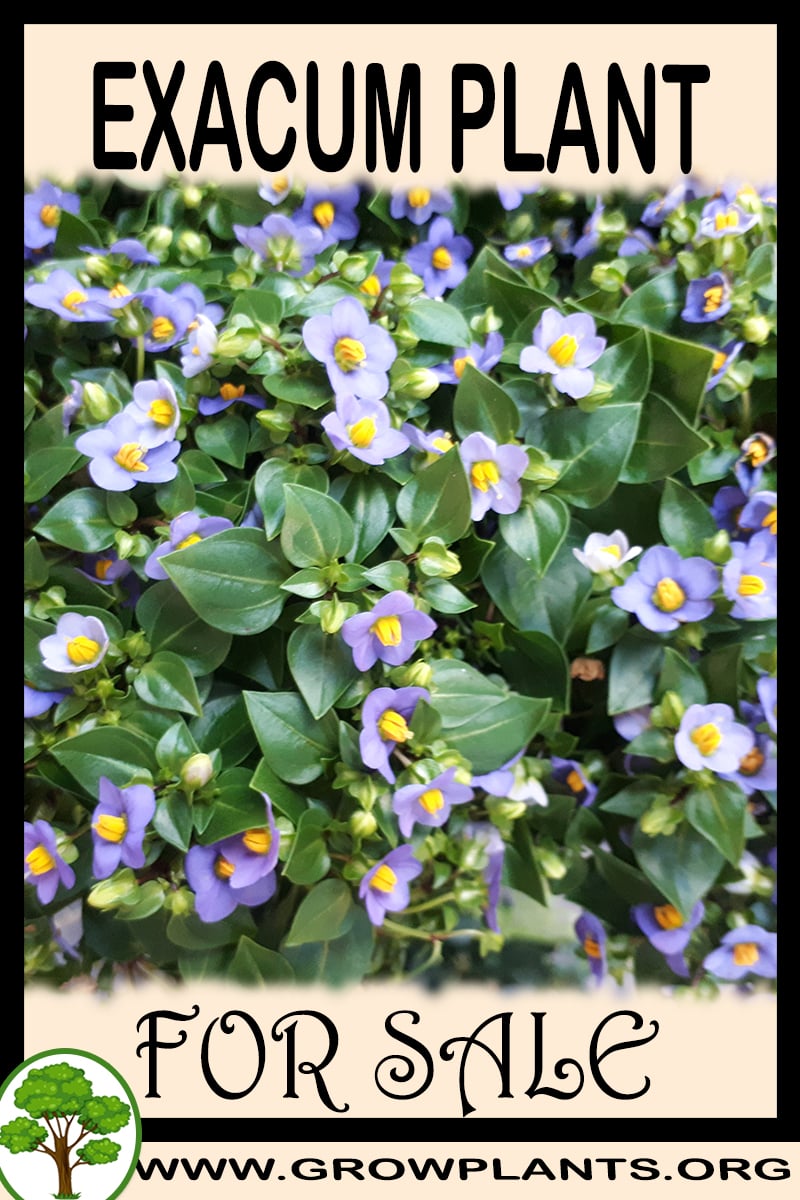Exacum