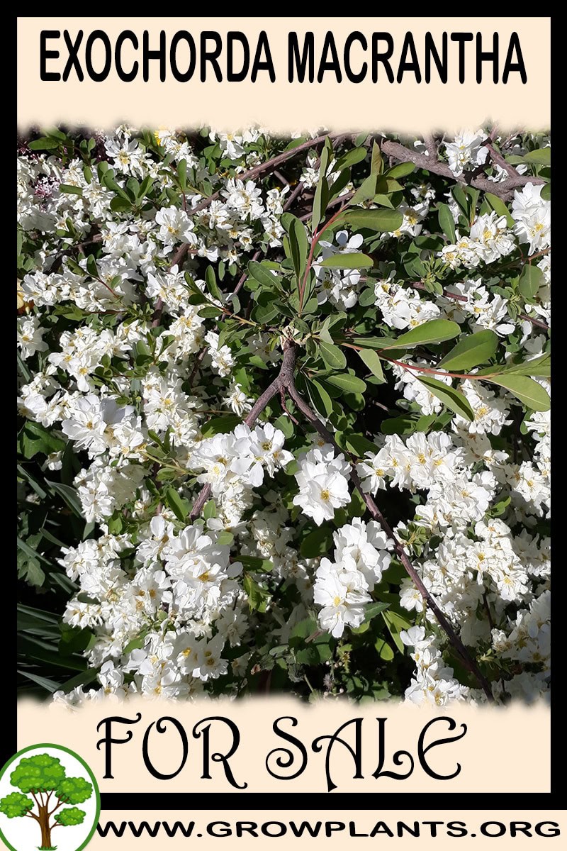 Exochorda macrantha