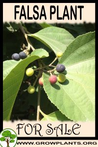 Falsa plant for sale