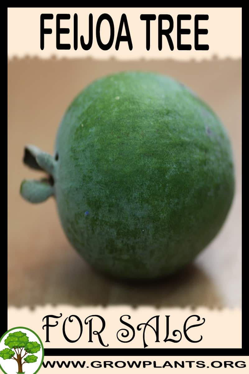Feijoa tree