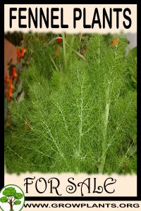 Fennel plants for sale