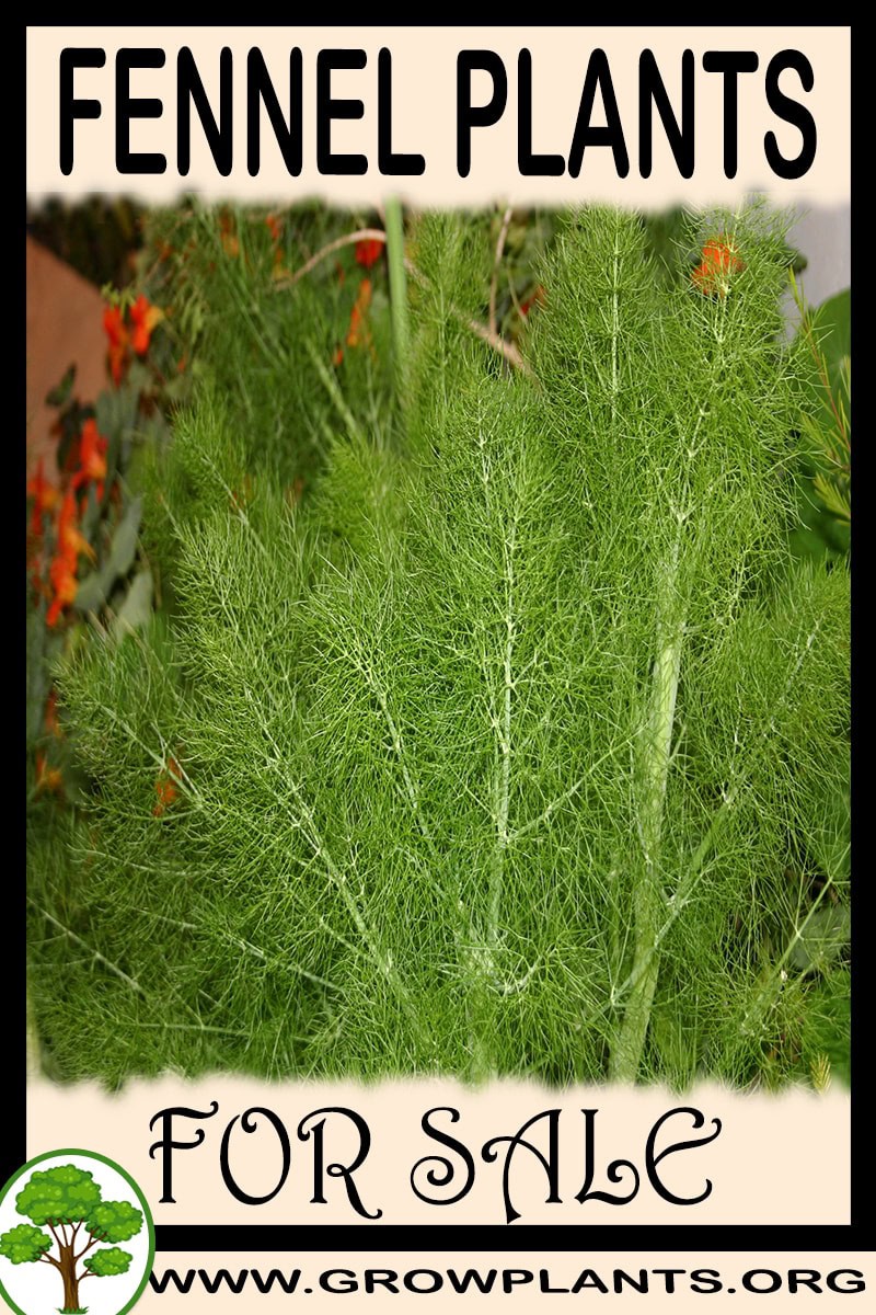Fennel plants