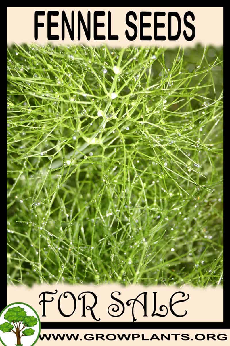 Fennel seeds