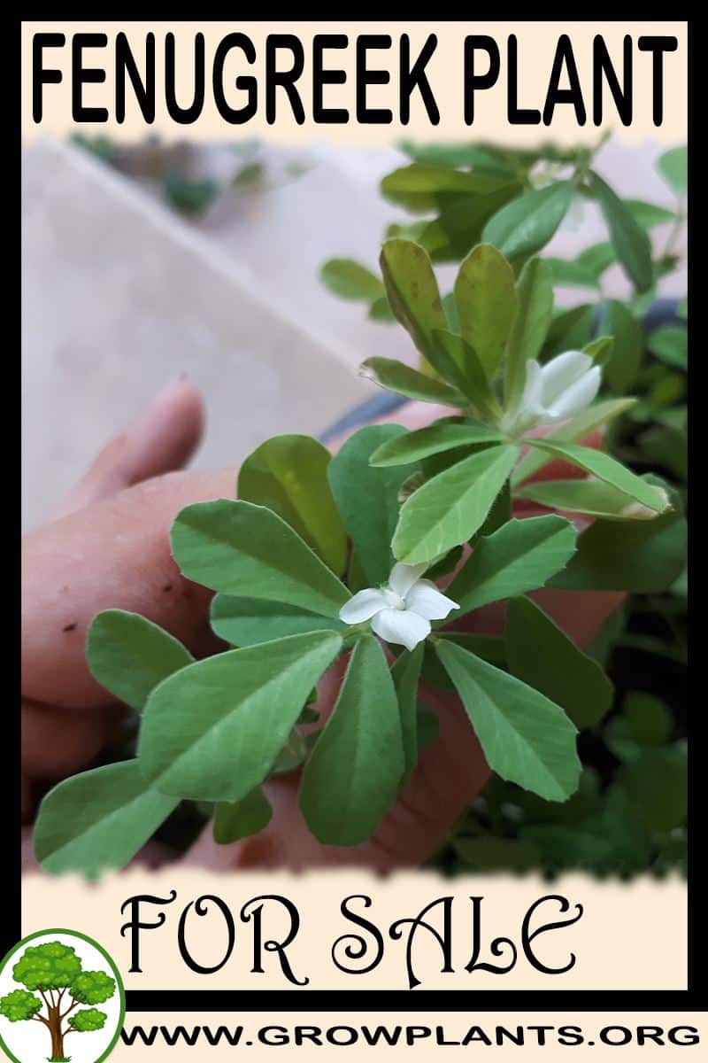 Fenugreek