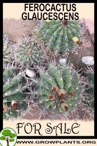 Ferocactus glaucescens for sale