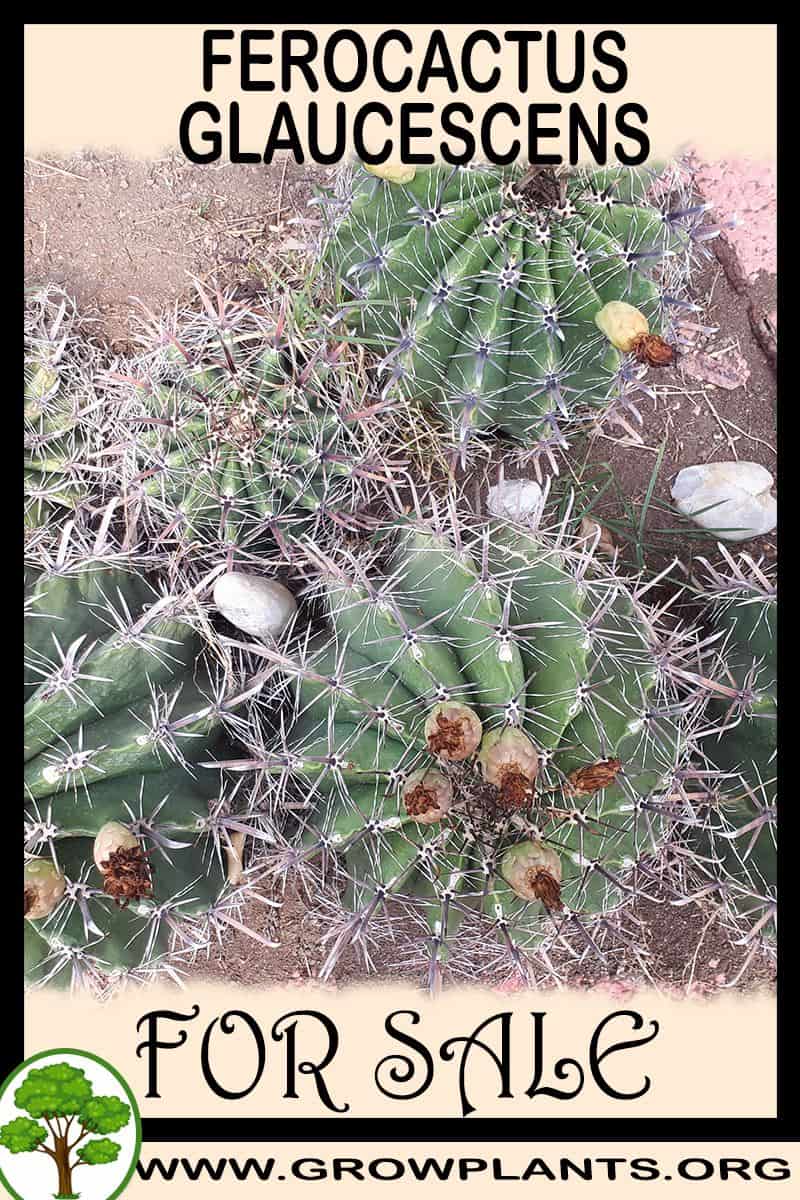 Ferocactus glaucescens