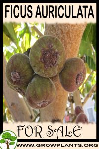 Ficus auriculata for sale