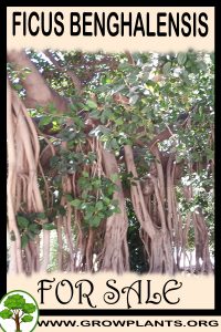 Ficus benghalensis for sale