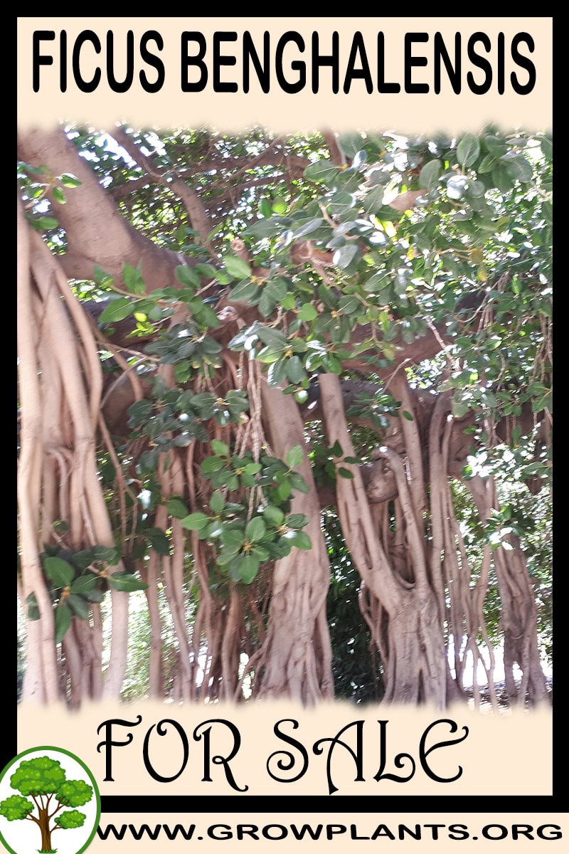 Ficus benghalensis
