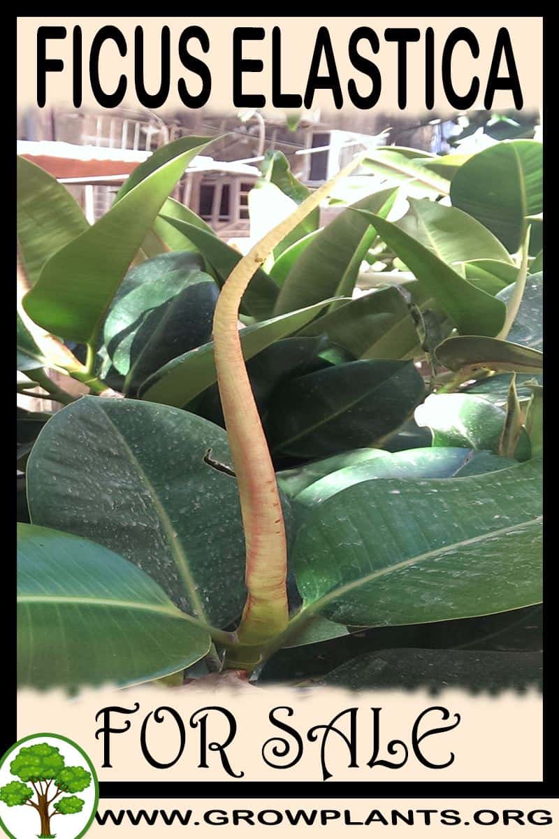 Ficus elastica