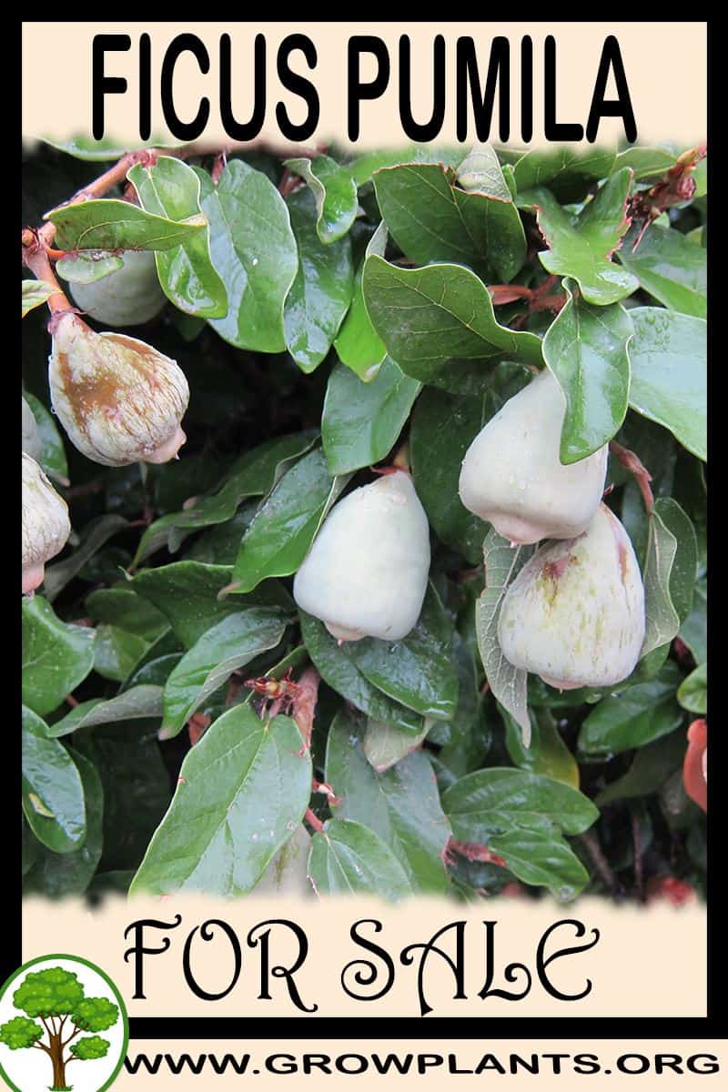 Ficus pumila