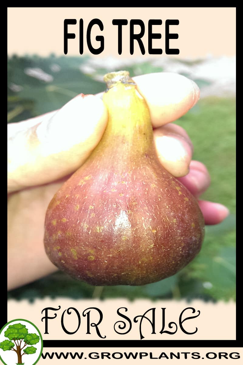 Fig tree