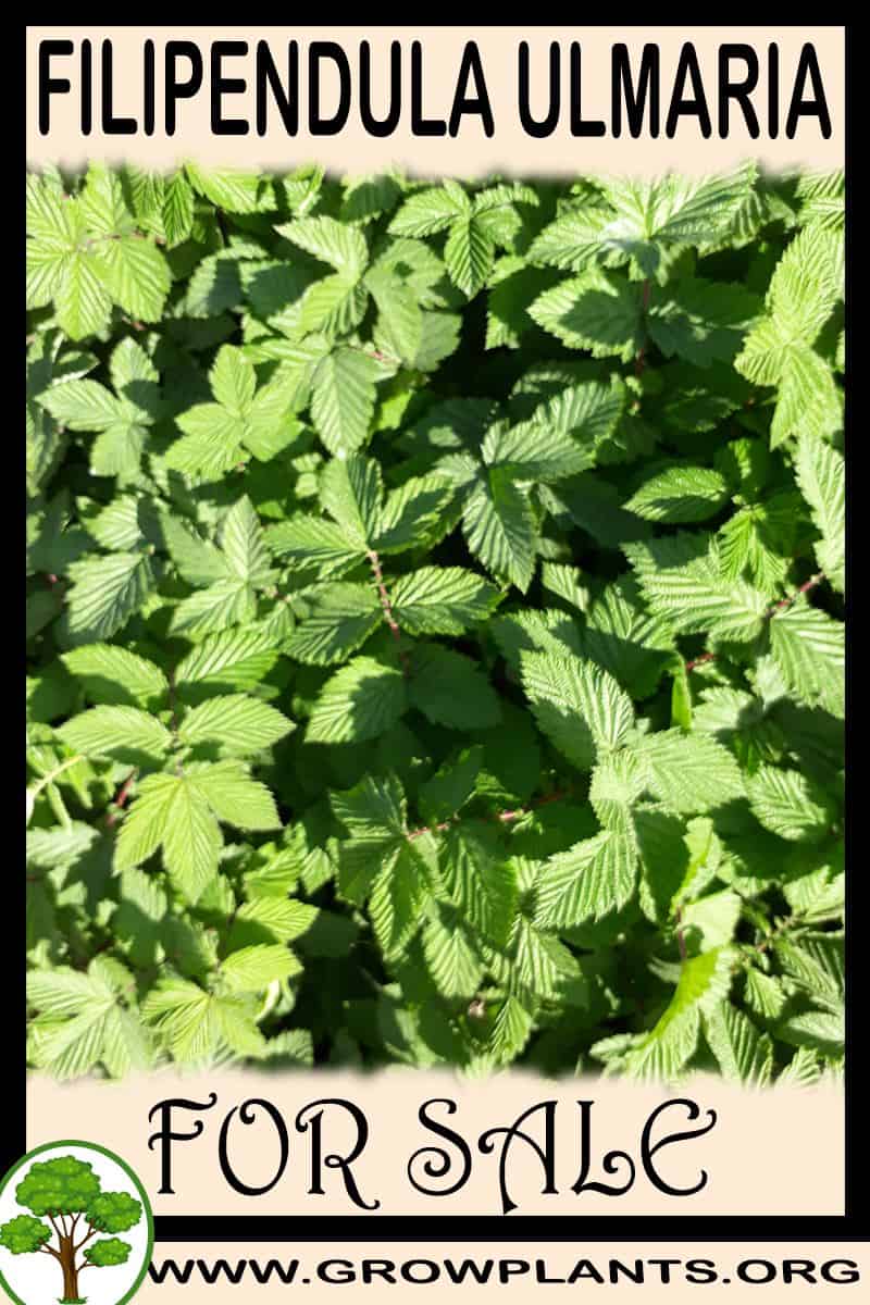 Filipendula ulmaria