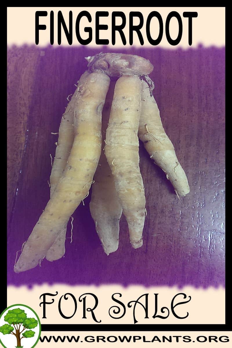Fingerroot