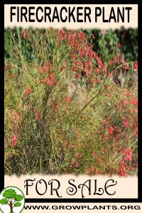 Firecracker plant for sale
