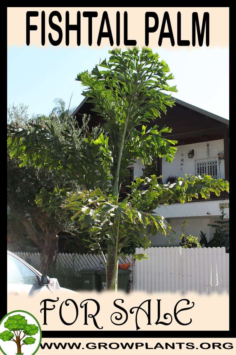 Fishtail palm