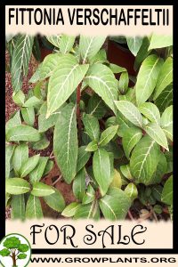 Fittonia verschaffeltii for sale